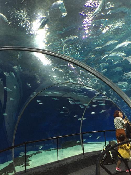 上海水族馆图片_上海水族馆门票价格多少